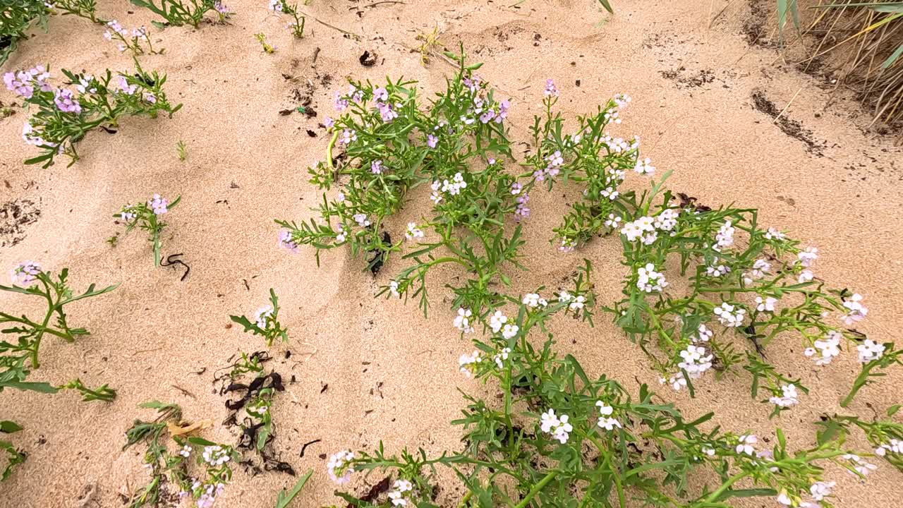 Planter vokser på sandstrand i Fife