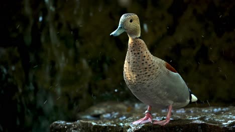 Un-Hermoso-Pato-Verde-Azulado-Anillado-Parado-Sobre-Una-Roca-Con-Una-Cascada-En-El-Fondo