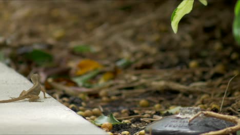 Small-green-lizard-on-sidewalk-runs-around-in-tropical-shade