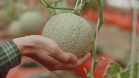 person harvesting a cantaloupe in a greenhouse