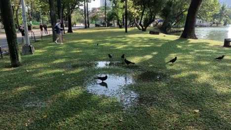 birds interacting near water in a park setting