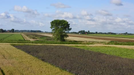 Aerial-backward-shot-of-a-lonely-tree-on-Waterdunes---a-nature-area-and-recreational-park-in-the-province-of-Zeeland,-The-Netherlands