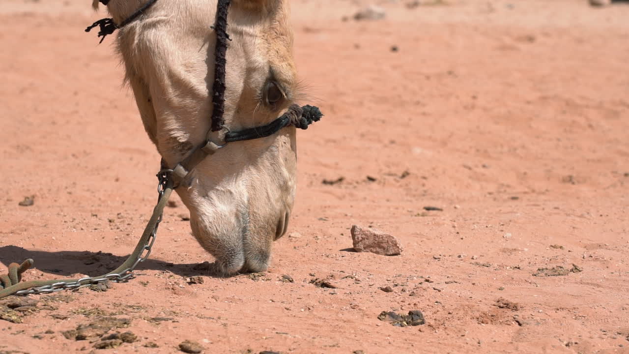 Brown camel eating sand in the desert. A close up shot in slow motion filmed with the Sony a7iii.