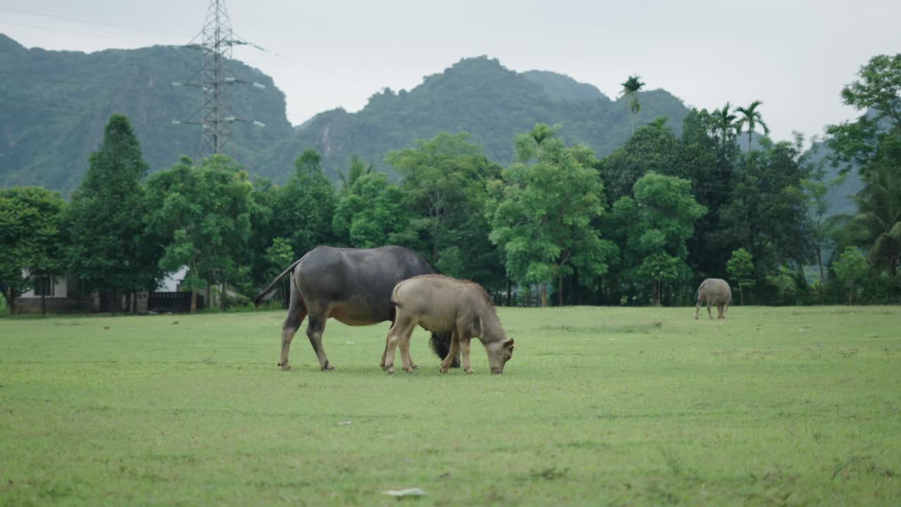 Water Buffalo and Calf Grazing in a Field