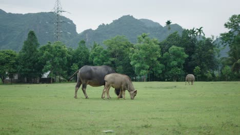 water buffalo and calf grazing in a field