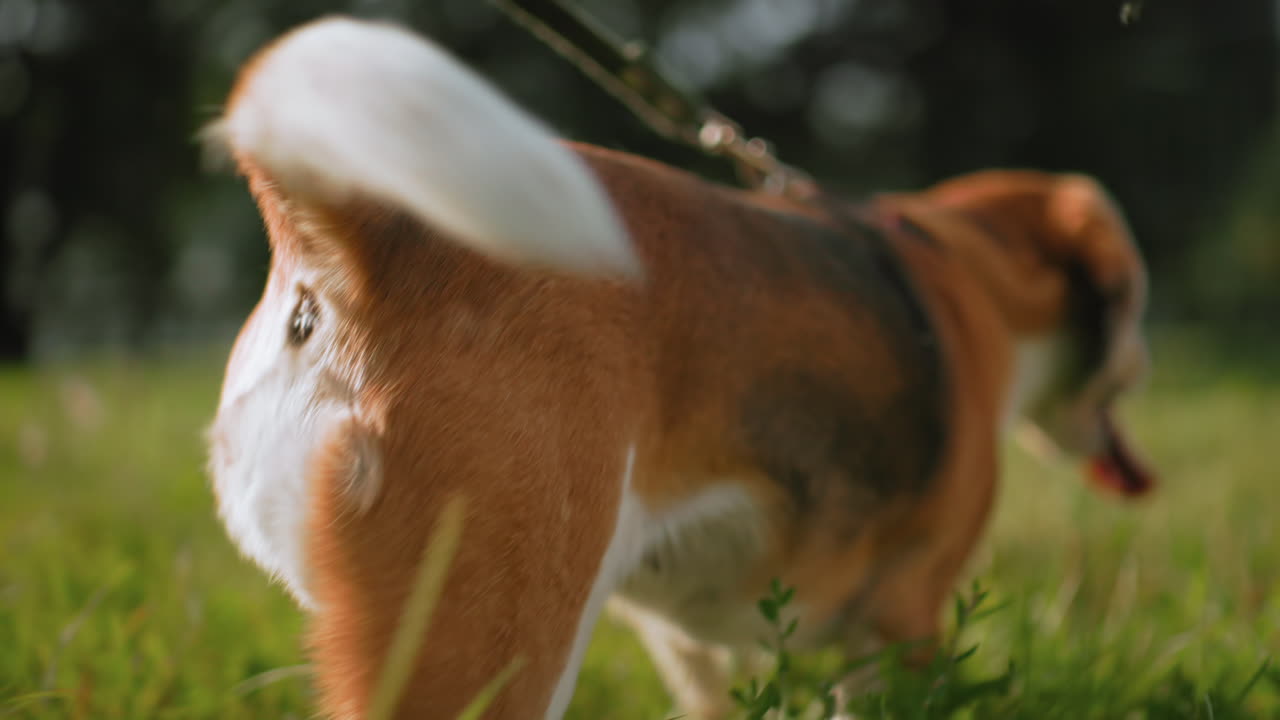 Energetic german shepherd dog with rubber leash attached to neck frolicking in grassy garden on sunny day, playfully chasing flies, joyful outdoor scene with dog in motion