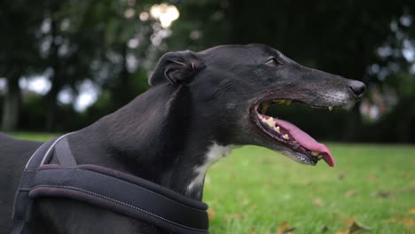 greyhound dog panting portrait side view close up