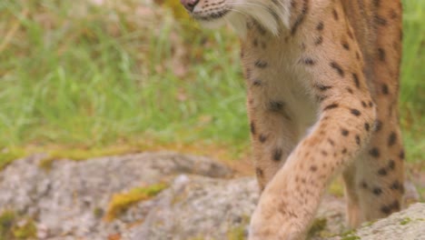el lince eurasiático (lince lince) en el bosque.