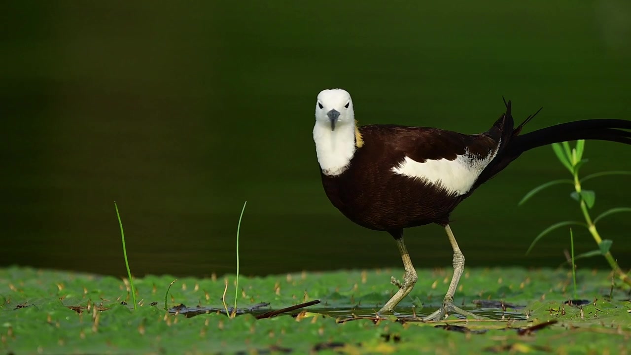 Una Jacana dalla coda di fagiano selvatica dell'Asia meridionale dimostra la sua specializzata abilità di camminare sull'acqua mentre cerca cibo in una palude