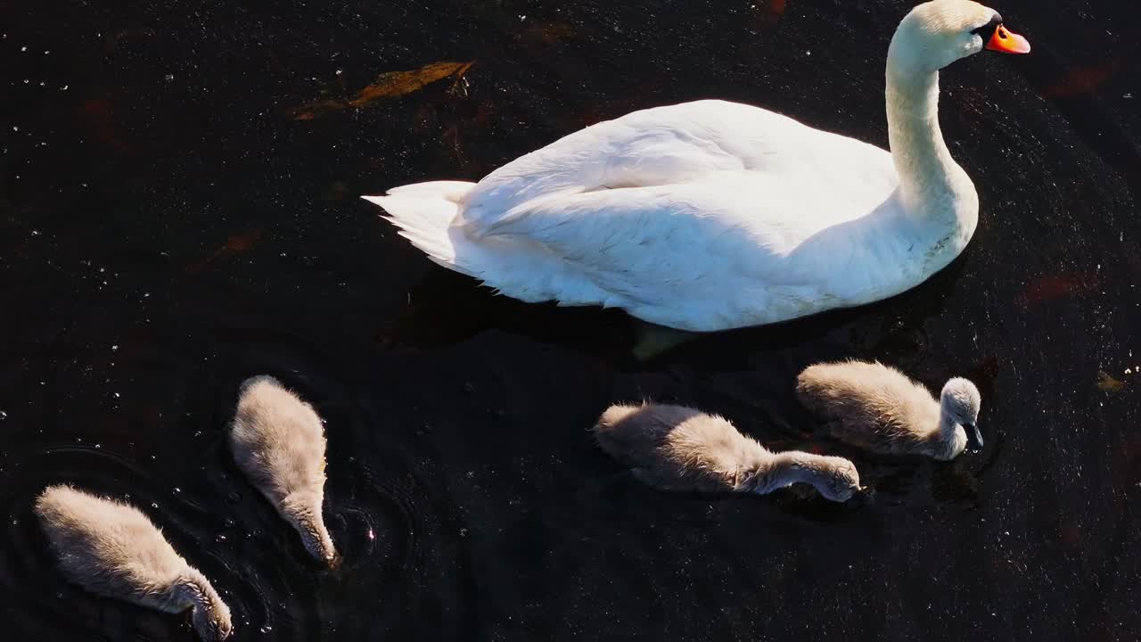 Close up aerial, cygnets eating algae near swan parent, morning lake atmosphere