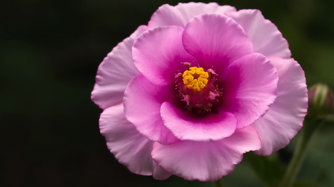 Primo piano di un fiore rosa vivace in fiore