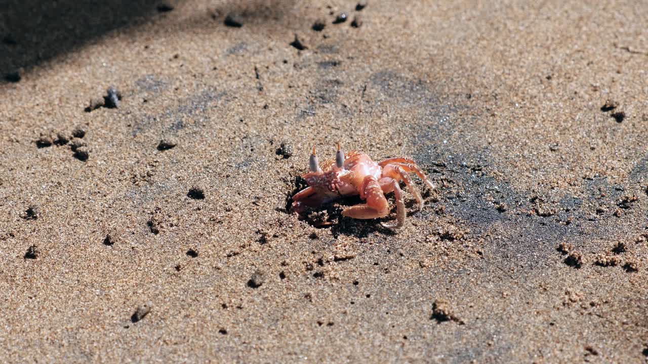 은 해변의 해안선에서 모래에서 떠오르는 호기심 많은 크래브