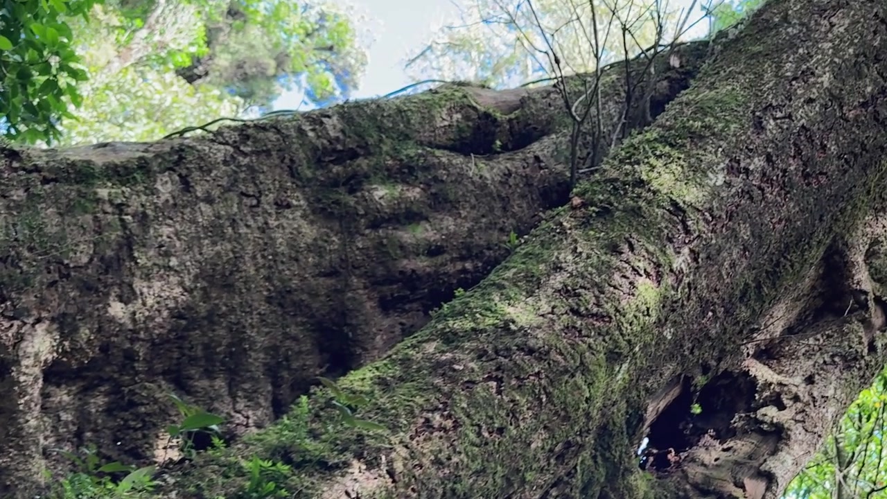 Close-up of a weathered tree trunk covered with moss and climbing vegetation in Tà Xùa Primeval Forest, Vietnam, highlighting the rich textures and biodiversity of the humid forest