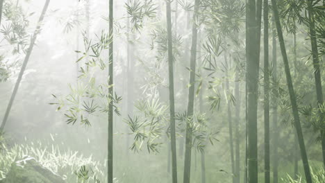 Bamboo-forest-with-natural-morning-sunlight-in-the-garden-planted