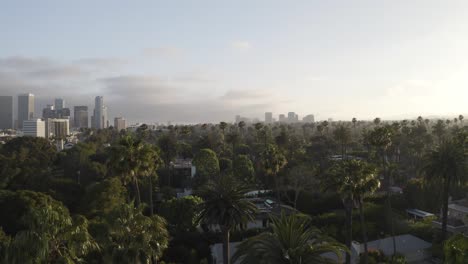 wonderful aerial view of palm trees in the city of beverly hills with city buildings in the background