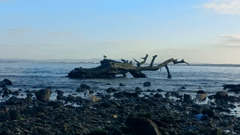 Tree-trunk-at-the-mouth-of-the-river,-with-seagulls-landing-on-it,-at-the-end-of-the-day