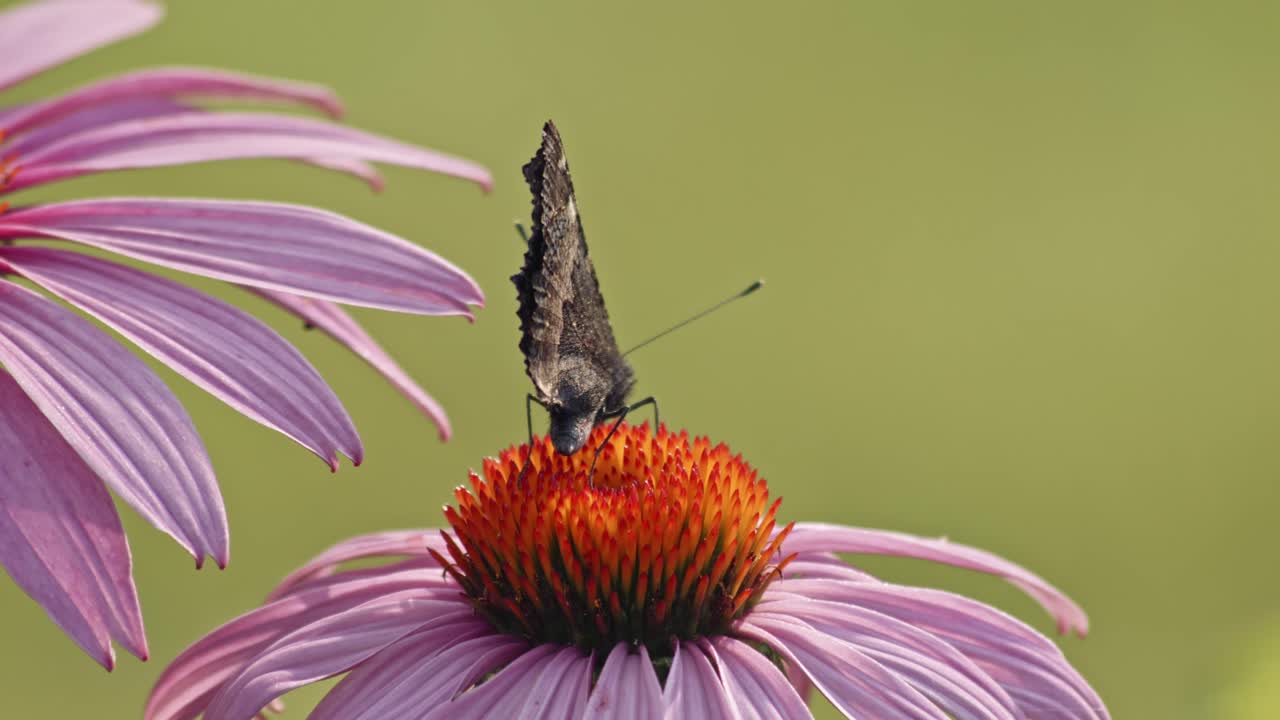 Small Tortoiseshell Butterfly eating Nectar From orange Coneflower - macro static shot