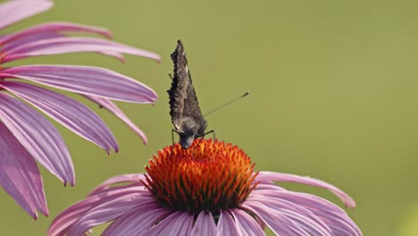 small tortoiseshell butterfly eating nectar from orange coneflower - macro static shot