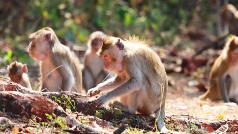 group of monkeys in forest