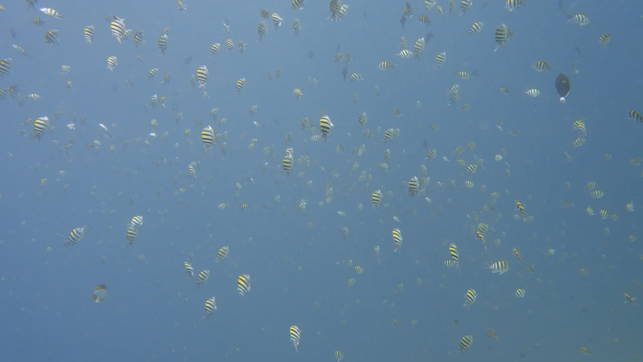 Grande gruppo di pesci Abudefduf saxatilis che nuotano insieme al rallentatore in 4k
