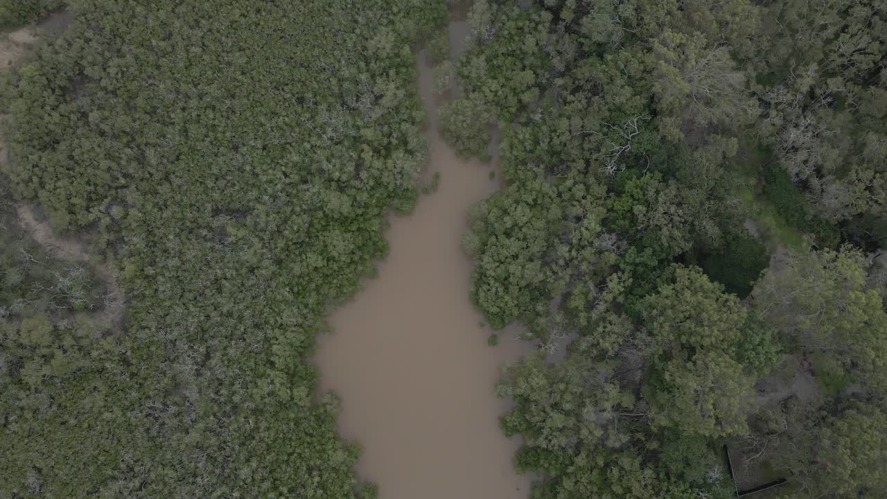 오스트레일리아 퀸즐랜드 골드 코스트의 tallebudgera 크릭에 맹그로브 숲이 있는 좁은 개울