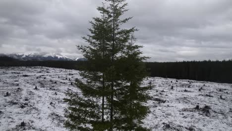 Langsame-Luftumlaufbahn-Einer-Einzelnen-Gruppe-Immergrüner-Bäume-Inmitten-Eines-Klar-Umrissenen-Gebiets-Mit-Schneebedecktem-Boden