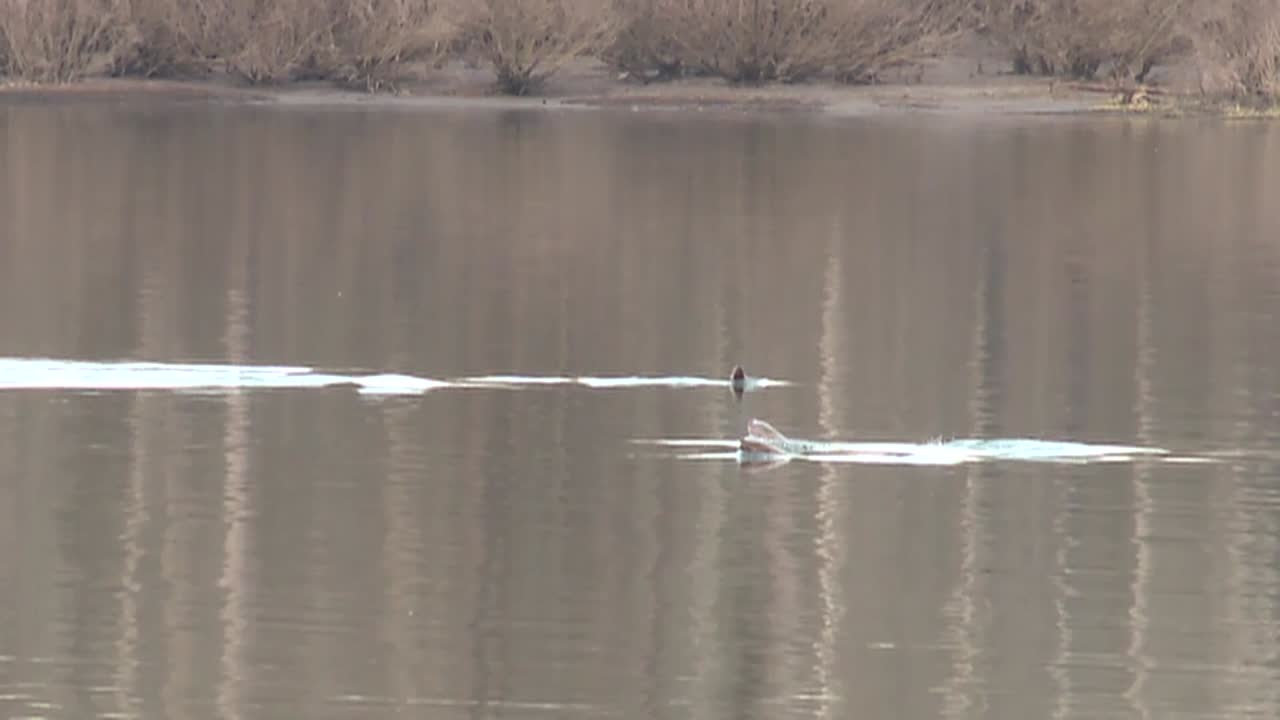 морские львы играют и плавают