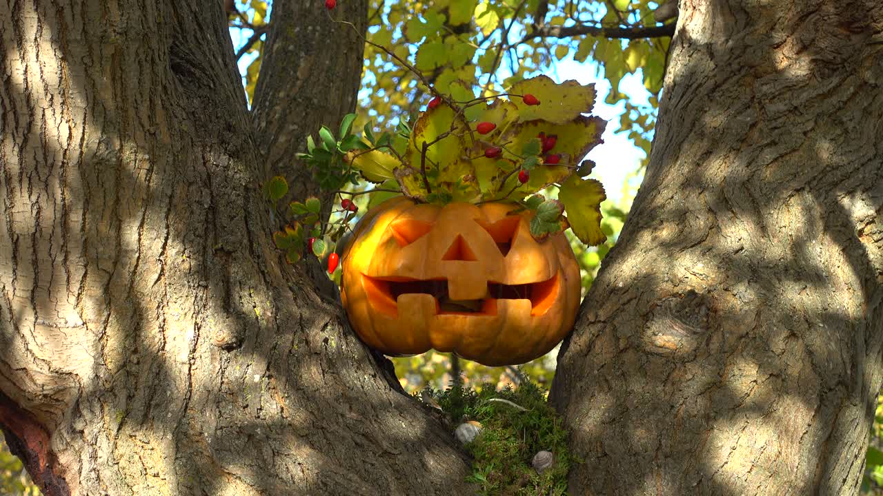 Calabaza espeluznante de Halloween. Grabación en un árbol en el bosque. Grabación en octubre.