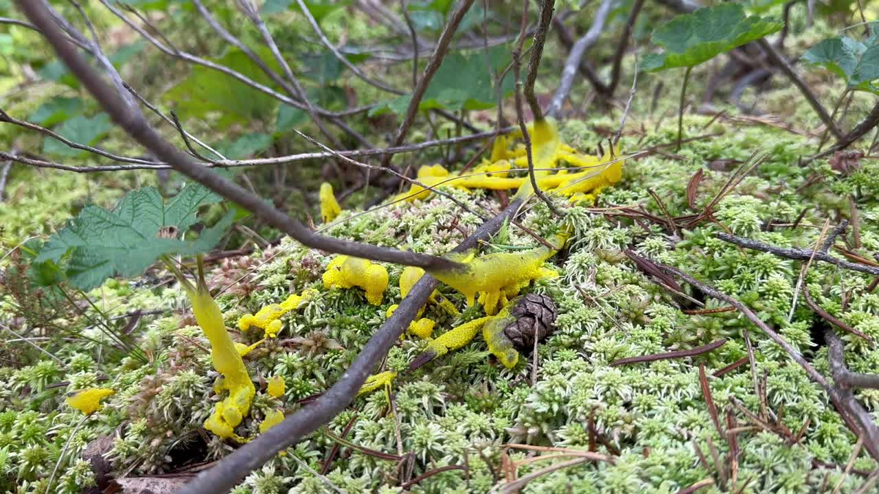 Dog vomit slime mold (Fuligo septica) on moss in a forest in Estonia