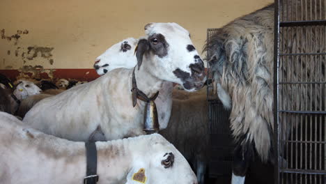 a flock of sheep is seen having its fur cut off