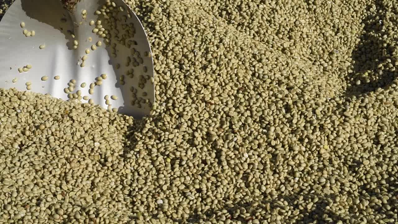 으로 은 원시 커피 콩