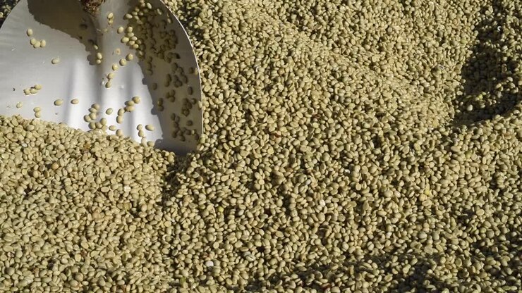 Washed Raw Coffee beans with a spade