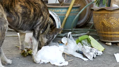 homeless, thin and hungry dog rummages in a garbage can on the street. asia, thailand