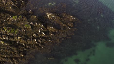 Toma-De-Un-Dron-Giratorio-De-Una-Manada-De-Focas-Comunes