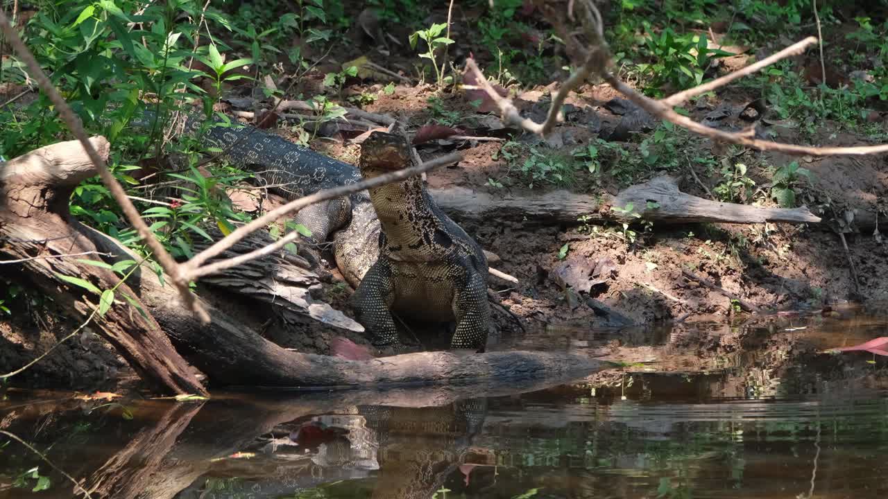 Seen lifting its head from drinking water and looks around, Varanus salvator, Khao Yai National Park, UNESCO World Heritage, Thailand.