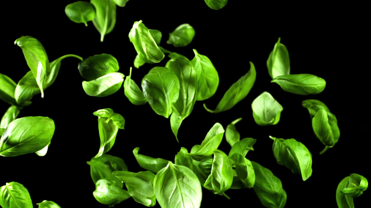 Foglie fresche di basilico verde che cadono al rallentatore su sfondo nero