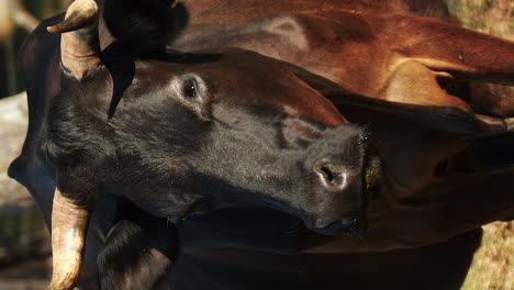 free range cow - isolated close up vertical