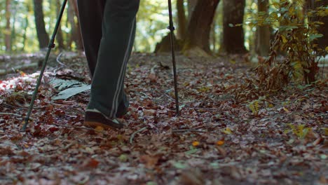 vista trasera de un anciano abuelo caucásico hombre turista caminando en el bosque con palos en un día soleado