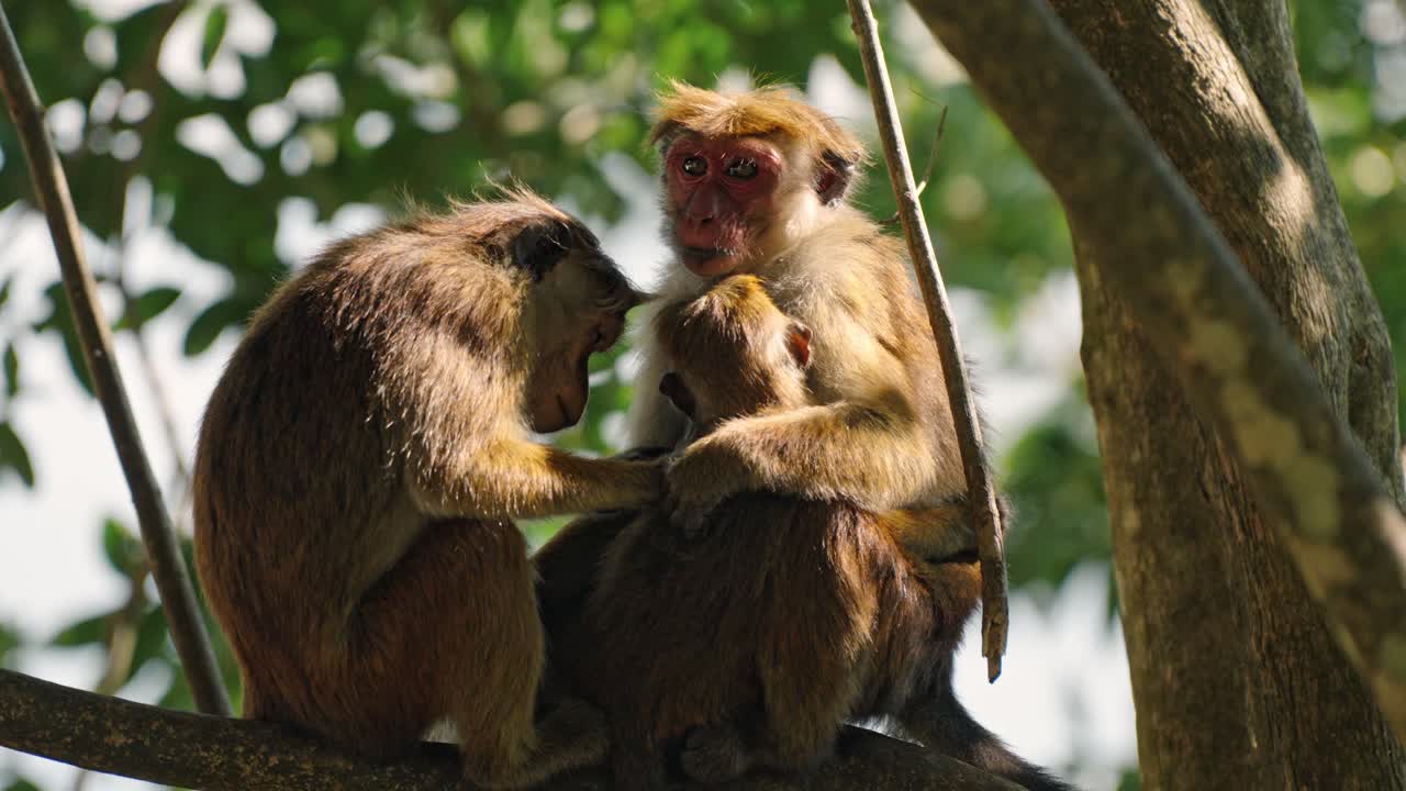 A close-up shot of a family of Sri Lankan monkeys perched on a tree branch deep in the jungle. The adult monkeys groom each other while a baby clings to its mother.