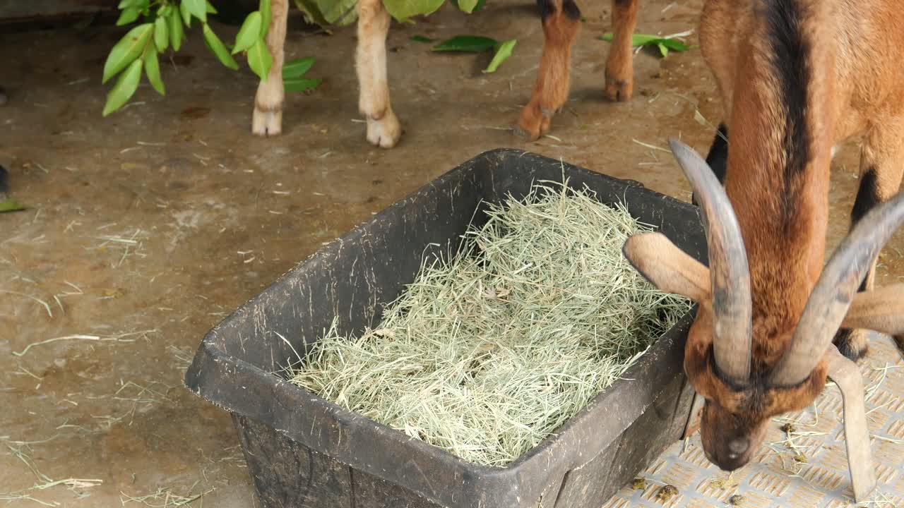 농장 에 있는 염소 가 음식 을 먹고 있다