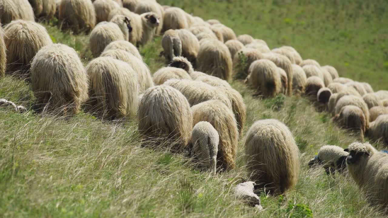 Sheep Flock Grazing on Hillside