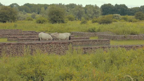 Dos-Caballos-Comiendo-Juntos-En-La-Naturaleza