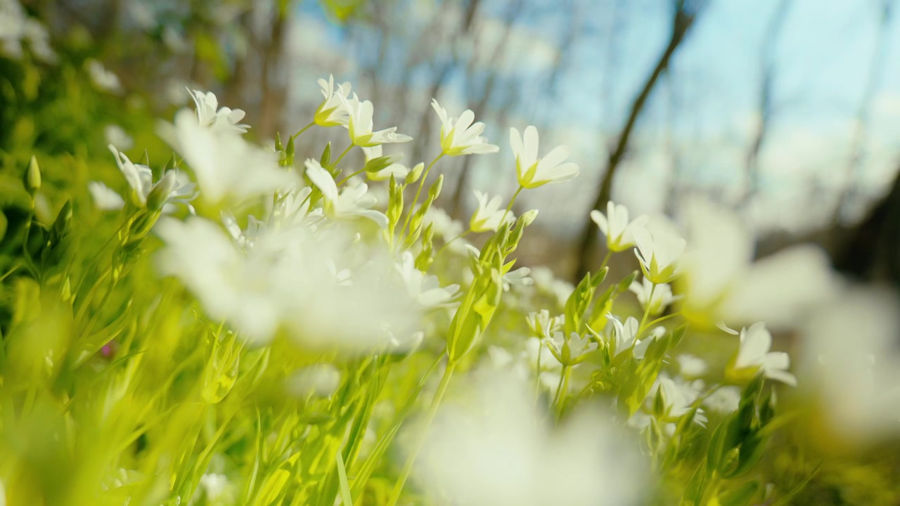 A close-up shot of vibrant white flowers, with a vivid blue sky in the background, highlighting nature's serene beauty