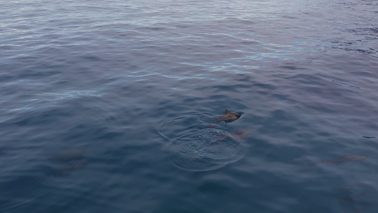 Two Spinner Dolphins Coming to the Surface and then Diving Aerial Tracking Shot