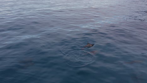 two spinner dolphins coming to the surface and then diving aerial tracking shot