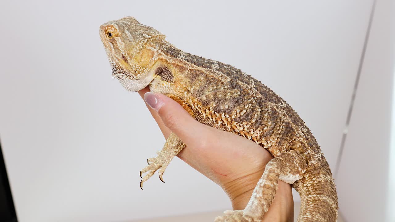 A bearded dragon is gently held in a hand against a plain white background, showcasing its textured scales