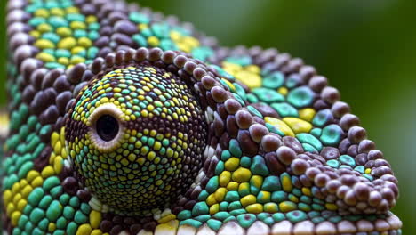 close-up of a chameleon's eye and textured skin