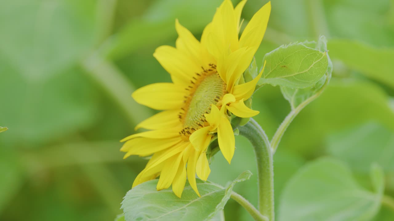 A single sunflower gently sways in the breeze, surrounded by green foliage. Soft natural daylight and a shallow depth of field create a calm, airy mood