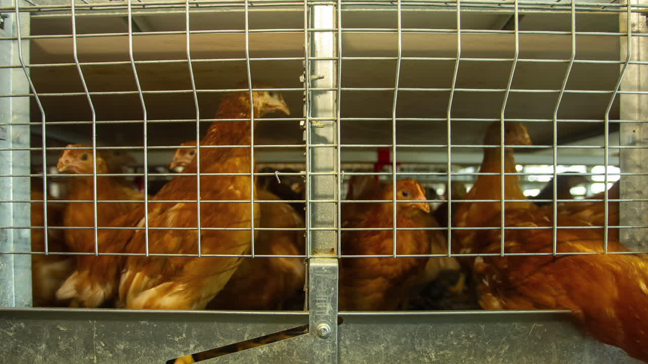 Lapso de tempo de muitos frangos dentro de uma pequena gaiola, conceito da indústria avícola