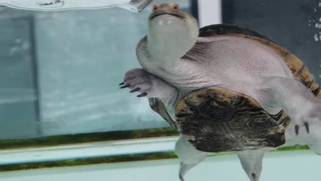 tortuga nadando en un acuario